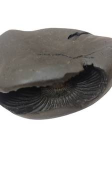 Nepal Gandaki River Pitambara Shaligram Lord Shri Vishnu Idol For Puja Stone In Medium Size (Max: 7 CM)