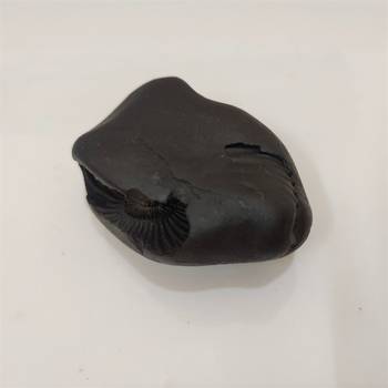 Nepal Gandaki River Pitambara Shaligram Lord Shri Vishnu Idol For Puja Stone In Medium Size (Max: 7 CM) 4