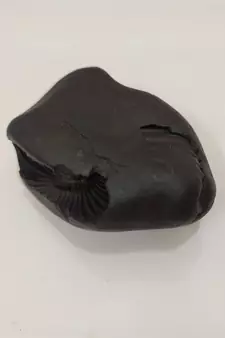 Nepal Gandaki River Pitambara Shaligram Lord Shri Vishnu Idol For Puja Stone In Medium Size (Max: 7 CM)