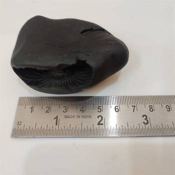 Nepal Gandaki River Pitambara Shaligram Lord Shri Vishnu Idol For Puja Stone In Medium Size (Max: 7 CM) 5