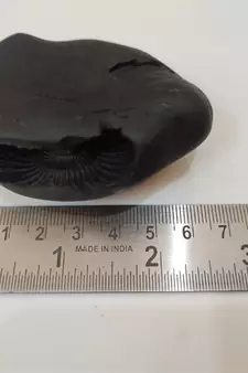 Nepal Gandaki River Pitambara Shaligram Lord Shri Vishnu Idol For Puja Stone In Medium Size (Max: 7 CM)