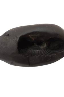 Nepal Gandaki River Pradhyumna Shaligram Idol Lord Shri Vishnu For Tulsi Puja Medium Size (Max: 7 CM)