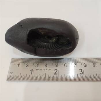 Nepal Gandaki River Pradhyumna Shaligram Idol Lord Shri Vishnu For Tulsi Puja Medium Size (Max: 7 CM) 5