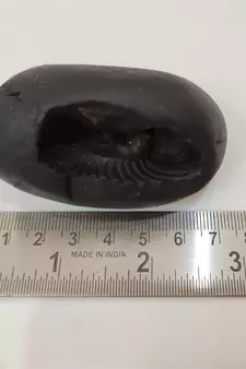 Nepal Gandaki River Pradhyumna Shaligram Idol Lord Shri Vishnu For Tulsi Puja Medium Size (Max: 7 CM)