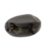 Natural Gandaki River Janardhan Shaligram Fossil For Tulsi Worship Stone In Medium Size (Max: 7 CM)