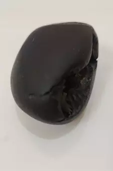 Natural Gandaki River Janardhan Shaligram Fossil For Tulsi Worship Stone In Medium Size (Max: 7 CM)