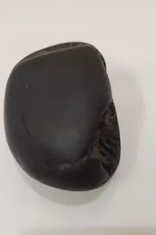Natural Gandaki River Janardhan Shaligram Fossil For Tulsi Worship Stone In Medium Size (Max: 7 CM)