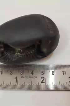 Natural Gandaki River Janardhan Shaligram Fossil For Tulsi Worship Stone In Medium Size (Max: 7 CM)