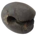 Original Gandaki River Garuda Shaligram Lord Shri Vishnu Shila For Puja Stone In Medium Size (Max: 7 CM)