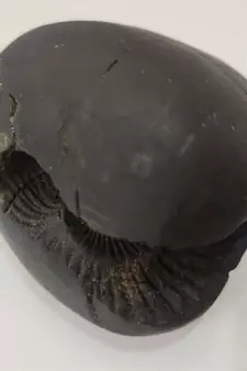 Original Gandaki River Garuda Shaligram Lord Shri Vishnu Shila For Puja Stone In Medium Size (Max: 7 CM)