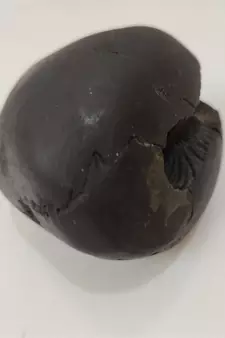 Original Gandaki River Garuda Shaligram Lord Shri Vishnu Shila For Puja Stone In Medium Size (Max: 7 CM)