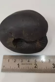 Original Gandaki River Garuda Shaligram Lord Shri Vishnu Shila For Puja Stone In Medium Size (Max: 7 CM)