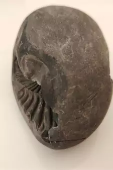 Nepal Gandaki River Aaditya Shaligram Bhagwan Shila For Tulsi Puja Stone In Large Size (Max:10 CM)