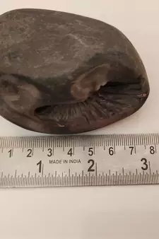 Nepal Gandaki River Aaditya Shaligram Bhagwan Shila For Tulsi Puja Stone In Large Size (Max:10 CM)
