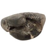Nepal Gandaki River Laxmi Narayana Shaligram Fossil For Puja Stone In Large Size (Max: 10 CM)