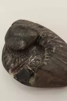 Nepal Gandaki River Laxmi Narayana Shaligram Fossil For Puja Stone In Large Size (Max: 10 CM)