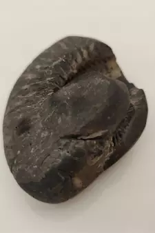 Nepal Gandaki River Laxmi Narayana Shaligram Fossil For Puja Stone In Large Size (Max: 10 CM)