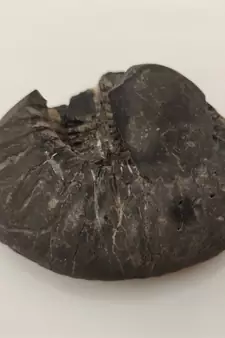 Nepal Gandaki River Laxmi Narayana Shaligram Fossil For Puja Stone In Large Size (Max: 10 CM)