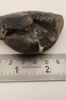 Nepal Gandaki River Laxmi Narayana Shaligram Fossil For Puja Stone In Large Size (Max: 10 CM)
