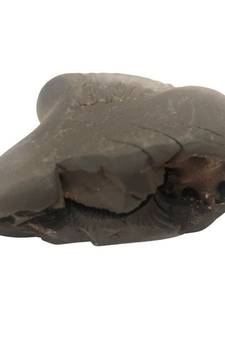 Original Nepal Gandaki River Ananta Shaligram Lord Shri Vishnu Shila For Worship In Large Size (Max: 10 CM)