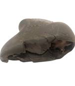 Original Nepal Gandaki River Ananta Shaligram Lord Shri Vishnu Shila For Worship In Large Size (Max: 10 CM)