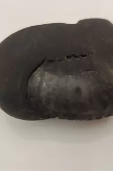 Original Nepal Gandaki River Ananta Shaligram Lord Shri Vishnu Shila For Worship In Large Size (Max: 10 CM)