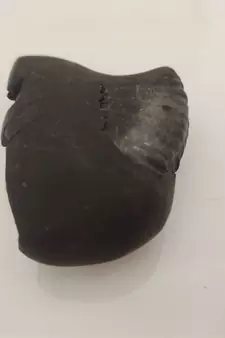 Original Nepal Gandaki River Ananta Shaligram Lord Shri Vishnu Shila For Worship In Large Size (Max: 10 CM)