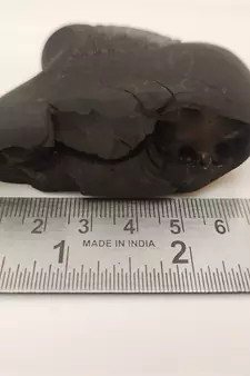 Original Nepal Gandaki River Ananta Shaligram Lord Shri Vishnu Shila For Worship In Large Size (Max: 10 CM)