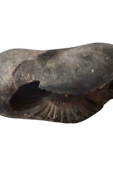 Genuine Gandaki River Upendra Shaligram Bhagwan Shila For Tulsi Puja Stone In Large Size (Max: 10 CM)