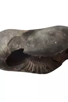 Genuine Gandaki River Upendra Shaligram Bhagwan Shila For Tulsi Puja Stone In Large Size (Max: 10 CM)