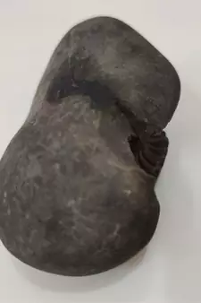 Genuine Gandaki River Upendra Shaligram Bhagwan Shila For Tulsi Puja Stone In Large Size (Max: 10 CM)