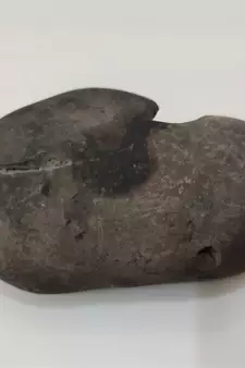 Genuine Gandaki River Upendra Shaligram Bhagwan Shila For Tulsi Puja Stone In Large Size (Max: 10 CM)