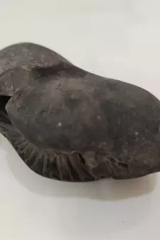 Genuine Gandaki River Upendra Shaligram Bhagwan Shila For Tulsi Puja Stone In Large Size (Max: 10 CM)