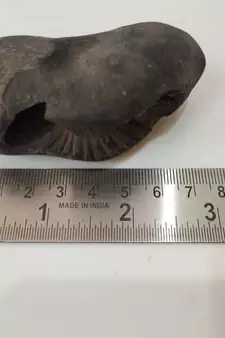 Genuine Gandaki River Upendra Shaligram Bhagwan Shila For Tulsi Puja Stone In Large Size (Max: 10 CM)