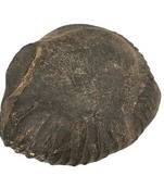 Nepal Gandaki River Damodar Shaligram Lord Shri Vishnu Idol For Pooja Stone In Large Size (Max: 10 CM)