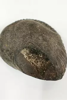 Nepal Gandaki River Damodar Shaligram Lord Shri Vishnu Idol For Pooja Stone In Large Size (Max: 10 CM)
