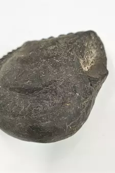 Nepal Gandaki River Damodar Shaligram Lord Shri Vishnu Idol For Pooja Stone In Large Size (Max: 10 CM)