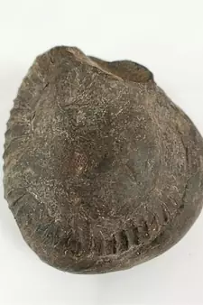 Nepal Gandaki River Damodar Shaligram Lord Shri Vishnu Idol For Pooja Stone In Large Size (Max: 10 CM)