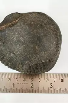 Nepal Gandaki River Damodar Shaligram Lord Shri Vishnu Idol For Pooja Stone In Large Size (Max: 10 CM)