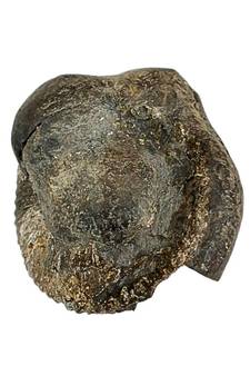 Natural Gandaki River Purushottam Shaligram Idol Shri Vishnu For Tulsi Puja In Large Size (Max: 10 CM)