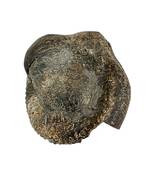 Natural Gandaki River Purushottam Shaligram Idol Shri Vishnu For Tulsi Puja In Large Size (Max: 10 CM)