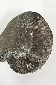 Natural Gandaki River Purushottam Shaligram Idol Shri Vishnu For Tulsi Puja In Large Size (Max: 10 CM)