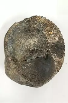 Natural Gandaki River Purushottam Shaligram Idol Shri Vishnu For Tulsi Puja In Large Size (Max: 10 CM)