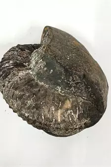 Natural Gandaki River Purushottam Shaligram Idol Shri Vishnu For Tulsi Puja In Large Size (Max: 10 CM)