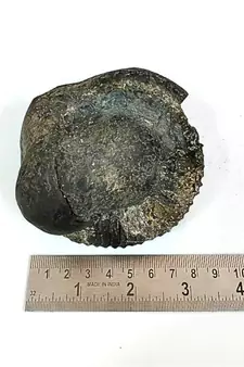 Natural Gandaki River Purushottam Shaligram Idol Shri Vishnu For Tulsi Puja In Large Size (Max: 10 CM)