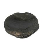Original Nepal Gandaki River Madhav Shaligram Bhagwan Fossil For Worship Stone In Large Size (Max: 10 CM)