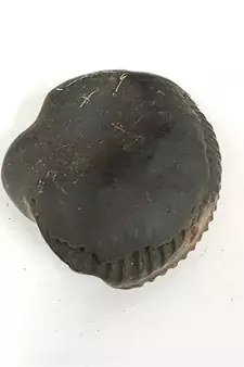 Original Nepal Gandaki River Madhav Shaligram Bhagwan Fossil For Worship Stone In Large Size (Max: 10 CM)