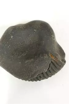 Original Nepal Gandaki River Madhav Shaligram Bhagwan Fossil For Worship Stone In Large Size (Max: 10 CM)