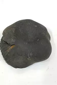 Original Nepal Gandaki River Madhav Shaligram Bhagwan Fossil For Worship Stone In Large Size (Max: 10 CM)