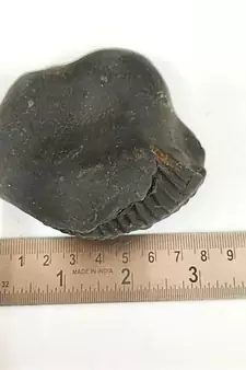 Original Nepal Gandaki River Madhav Shaligram Bhagwan Fossil For Worship Stone In Large Size (Max: 10 CM)